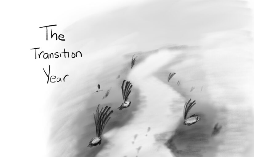 The Transition Year